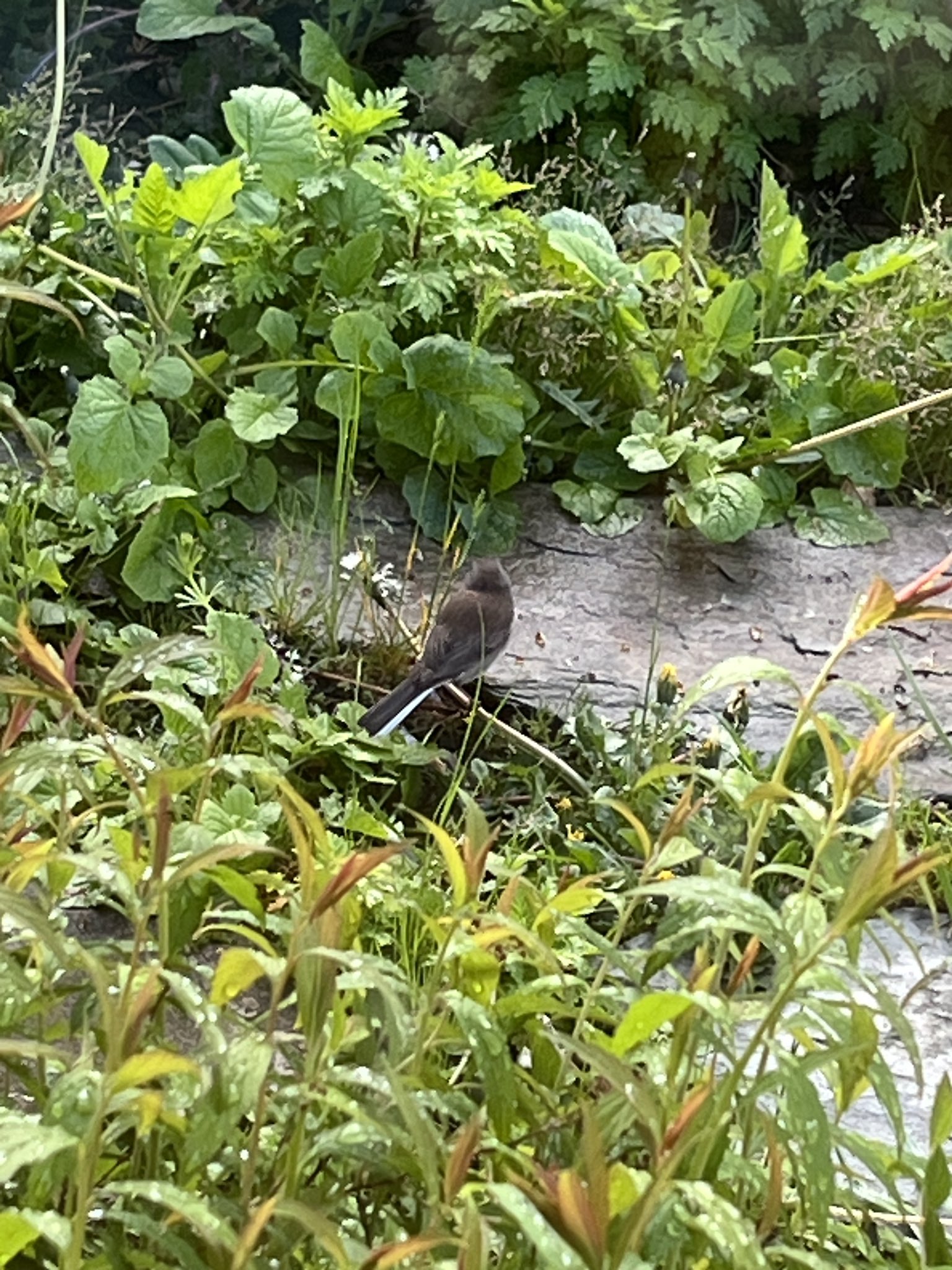 A closeup picture of a sparrow sitting on a dandelion stem, with the fuzz half eaten.